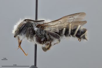 Media type: image;   Entomology 785763 Aspect: habitus lateral view
